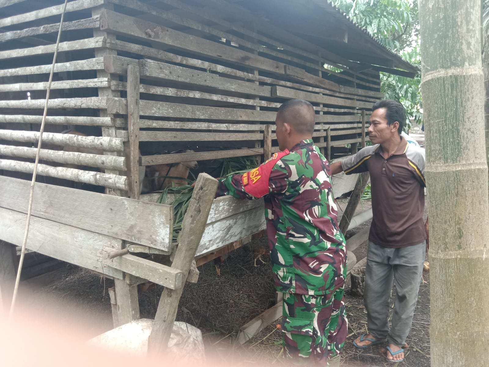 Babinsa Koramil 03 Sungai Sembilan Sosialisasikan Pencegahan PMK kepada Peternak