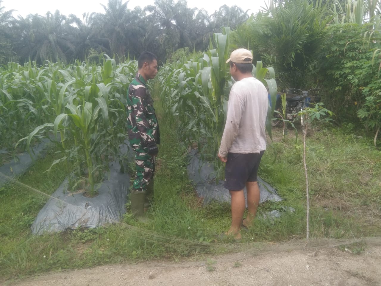 Babinsa Sungai Sembilan Dampingi Petani untuk Tingkatkan Hasil Panen dan Ketahanan Pangan