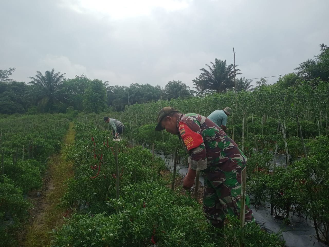 Babinsa Bagan Besar Dampingi Petani Cabai untuk Tingkatkan Produktivitas dan Ketahanan Pangan