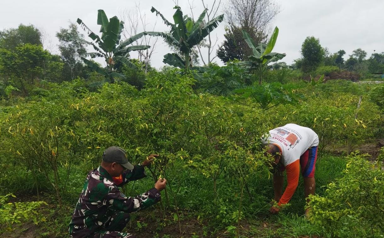 Babinsa Koramil 01/Dumai Gelar Patroli Karhutla dan Dampingi Penanaman Cabai Rawit