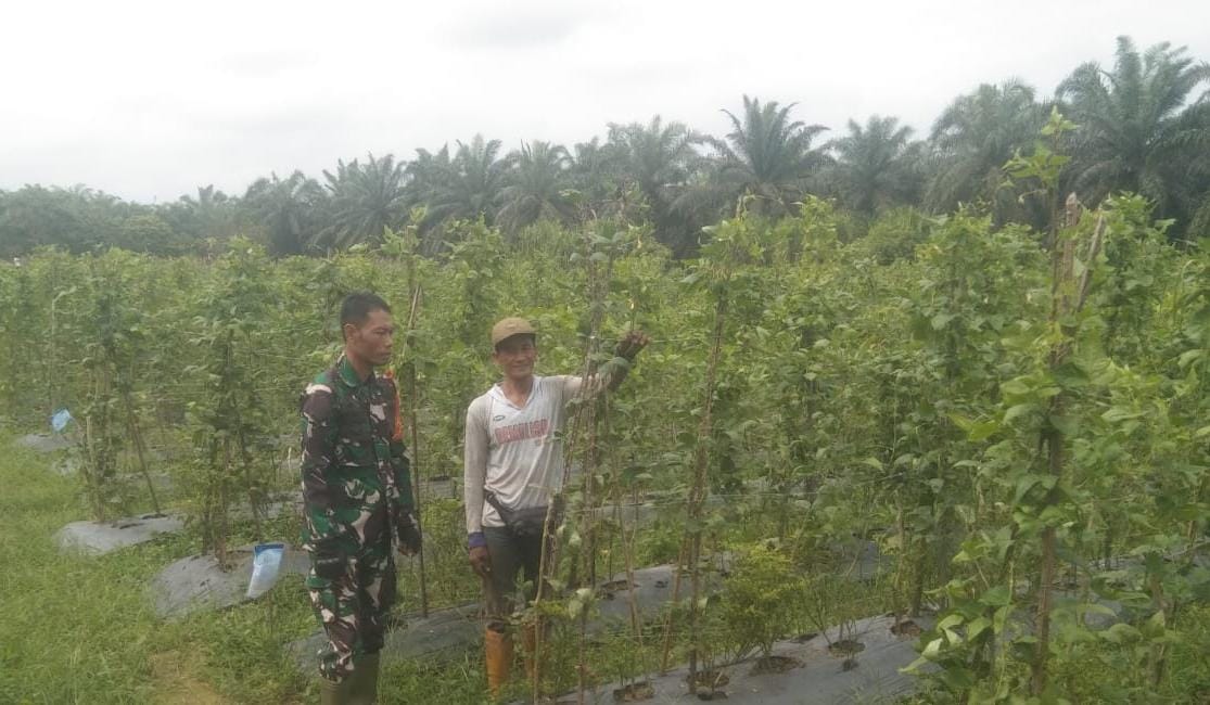 Babinsa Koramil 03 Dampingi Petani, Wujudkan Ketahanan Pangan di Daerah
