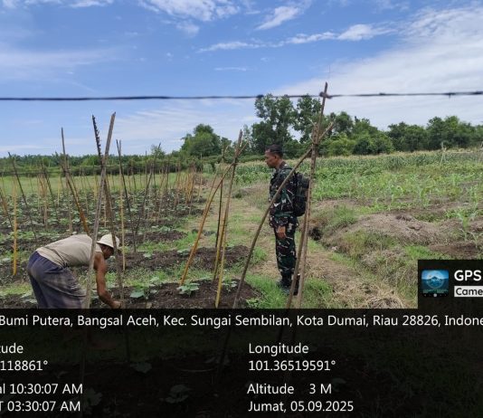 Babinsa Serda Miftah Dampingi Petani Mentimun di Batu Teritip, Ingatkan Warga Cegah Karhutla