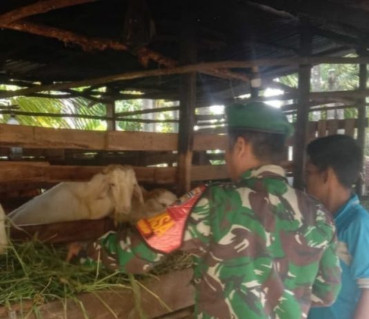 Babinsa Buluh Kasap Sosialisasikan Pencegahan PMK kepada Peternak di Dumai Timur