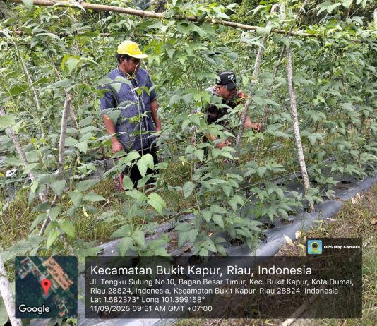 Babinsa Bagan Besar Timur Dampingi Petani Kacang Panjang, Dukung Program Ketahanan Pangan