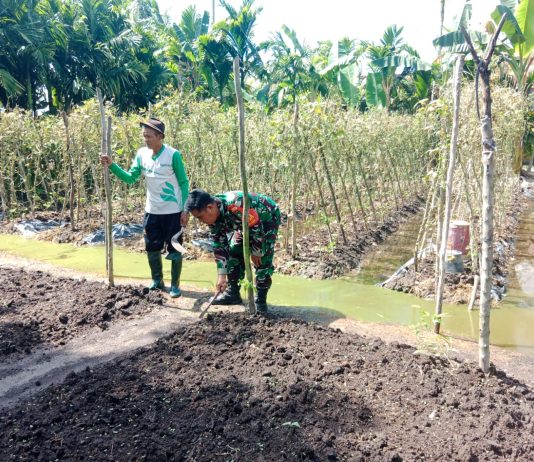Babinsa Purnama Gencarkan Patroli Karhutla dan Dampingi Petani Kacang Panjang