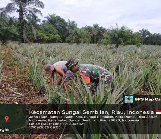 Babinsa Sungai Sembilan Gencar Patroli Karhutla dan Dampingi Penanaman Pohon Nanas