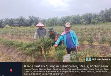 Babinsa Koramil 03/SS Dampingi Petani Budidaya Cabai Merah dan Sosialisasi Bahaya Karhutla
