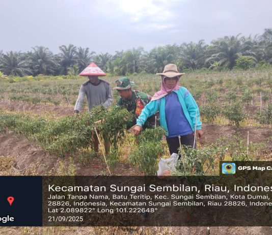 Babinsa Koramil 03/SS Dampingi Petani Budidaya Cabai Merah dan Sosialisasi Bahaya Karhutla