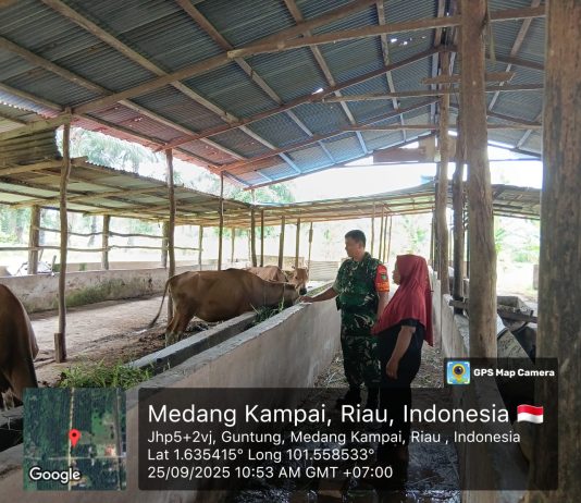 Babinsa Koramil 02/BK Proaktif Dampingi Peternak di Medang Kampai, Antisipasi Penyebaran PMK