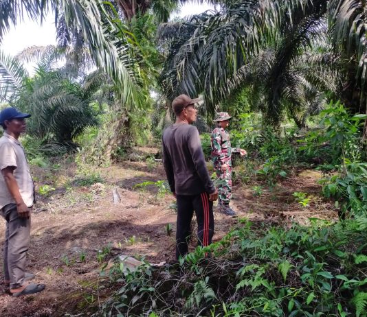 Babinsa Koramil 03/Sungai Sembilan Patroli Karhutla dan Dampingi Warga Tanam Cabai