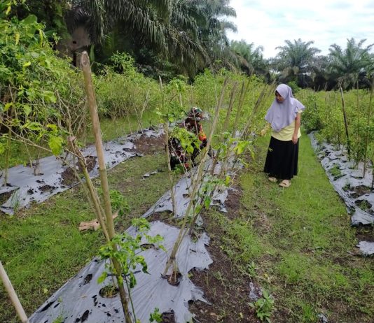 Cegah Karhutla, Babinsa Koramil 03/Sungai Sembilan Ajak Warga Bangsal Aceh Manfaatkan Lahan Produktif
