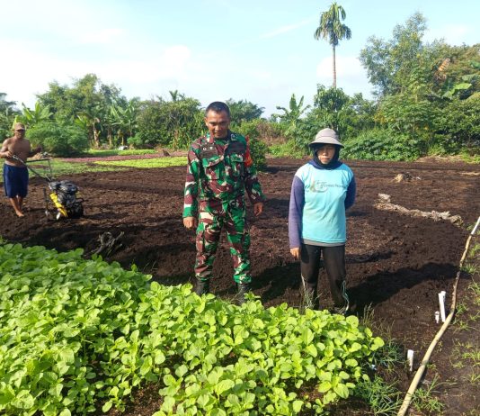 Perkuat Ketahanan Pangan dan Cegah Karhutla, Babinsa Serda Priyo Terjun Langsung Dampingi Petani di Bagan Keladi