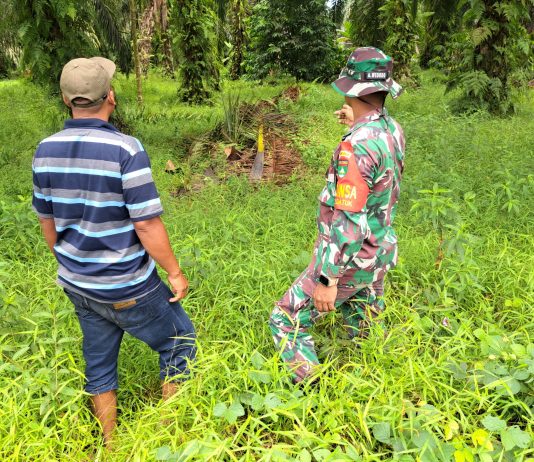 Cegah Karhutla, Babinsa Dumai Barat Ajak Warga Produktif Lewat Karya Nyata Pertanian