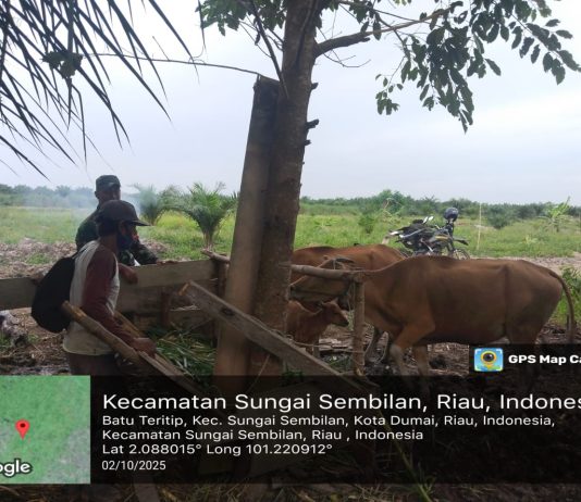 Cegah PMK, Babinsa Batu Teritip Lakukan Pengecekan Kesehatan Sapi dan Sosialisasi ke Peternak