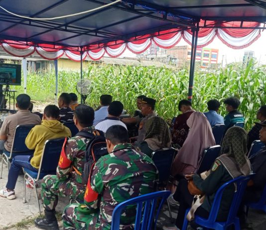 Kota Dumai Gelar Panen Raya Jagung Serentak Kuartal III, Wujud Nyata Dukung Swasembada Pangan 2025