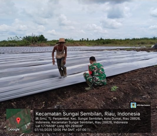 Wujud Nyata Pembinaan Teritorial, Babinsa Tanjung Penyembal Bantu Petani Tingkatkan Hasil Cabai Merah