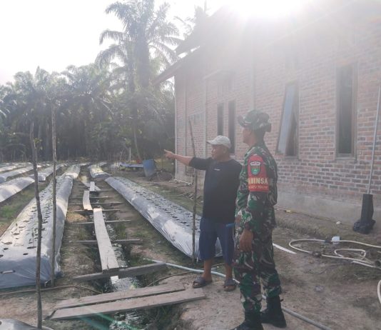 Sertu Muh Ali Mustafa Ajak Warga Basilam Baru Cegah Karhutla Lewat Karya Nyata di Kebun Cabe