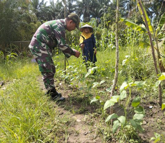 Sertu Jumat Desmanto Turun ke Ladang, Dorong Produktivitas Petani di Bukit Kapur