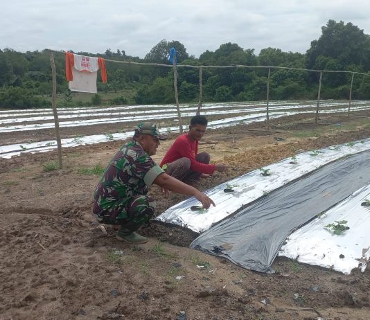Sertu Jainal Arifin Dorong Kemandirian Pangan, Dampingi Petani Tanam Cabe Merah di Basilam Baru