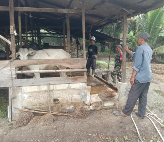 Babinsa Basilam Baru Tinjau Kesehatan Sapi Warga untuk Cegah Penyebaran PMK