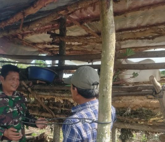 Babinsa Buluh Kasap Lakukan Pemantauan dan Sosialisasi Cegah PMK pada Hewan Ternak