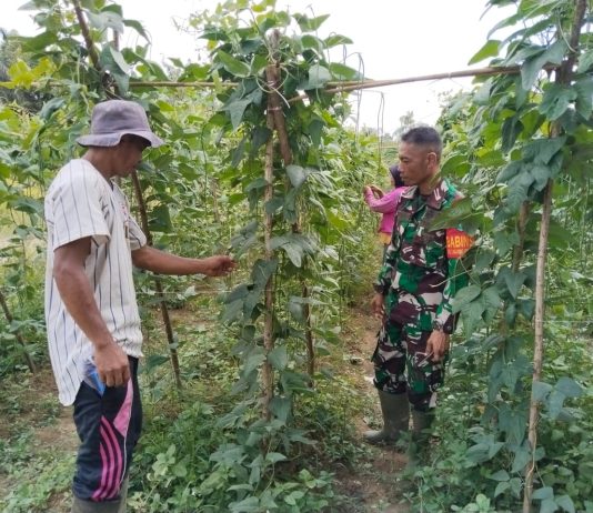 Babinsa Tanjung Penyembal Dampingi Petani Tanam Kacang Panjang Dukung Swasembada Pangan