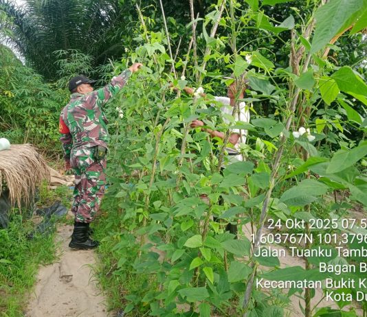 Dukung Ketahanan Pangan, Babinsa Bagan Besar Bantu Perawatan Tanaman Kacang Panjang