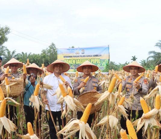 Dumai Sukses Gelar Panen Jagung Pipil, Bukti Dukungan Polri terhadap Ketahanan Pangan Nasional