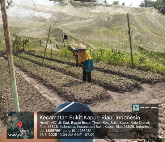 4. Babinsa Koramil 02/Bukit Kapur Galakkan Karya Nyata Penanaman Sawi Hijau