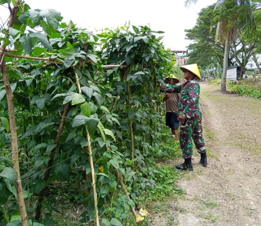 Babinsa Lubuk Gaung Dampingi Petani Tanam Terung, Cabai, dan Kacang Panjang Dukung Ketahanan Pangan