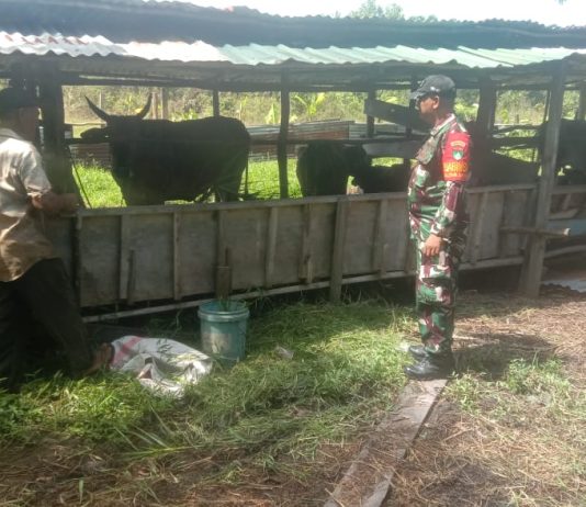 Sertu Cerzakatno Dampingi Peternak Teluk Makmur Cegah Penyakit Mulut dan Kuku (PMK)