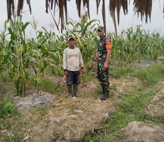Babinsa Koramil 03/Sungai Sembilan Galakkan Pendampingan Petani untuk Wujudkan Swasembada Pangan
