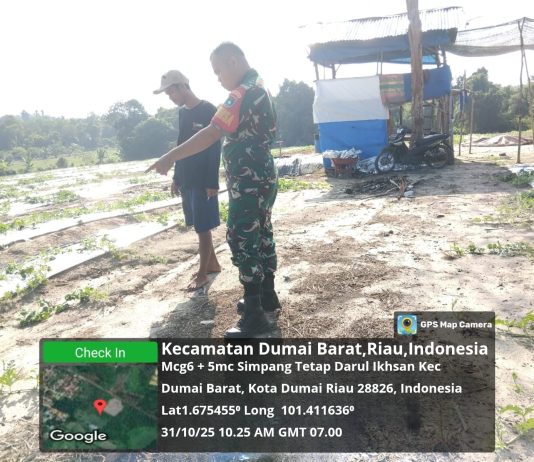Babinsa STDI Gencarkan Patroli Karhutla dan Dampingi Warga Tanam Semangka