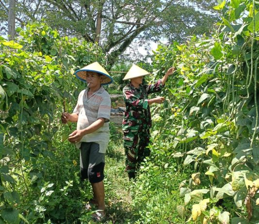 Peltu Edeng K Babinsa Koramil 03/Sungai Sembilan Dampingi Petani Lubuk Gaung dalam Upaya Perkuat Ketahanan Pangan