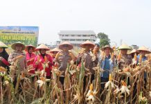 Polres Dumai Sukses Gelar Panen Jagung Pipil, Dukung Ketahanan Pangan Nasional