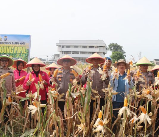 Polres Dumai Sukses Gelar Panen Jagung Pipil, Dukung Ketahanan Pangan Nasional