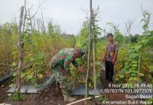 Babinsa Koramil 02/BK Dorong Kemandirian Pangan Lewat Pendampingan Petani Mentimun di Bagan Besar