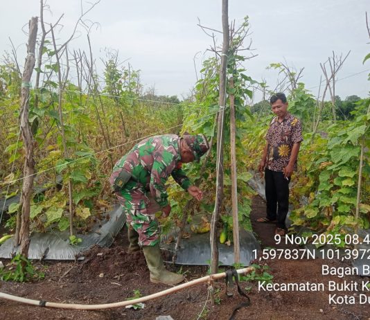 Babinsa Koramil 02/BK Dorong Kemandirian Pangan Lewat Pendampingan Petani Mentimun di Bagan Besar