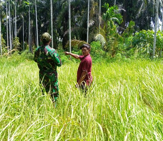 Babinsa Koramil 03/Sungai Sembilan Laksanakan Patroli dan Sosialisasi Cegah Karhutla di Lubuk Gaung