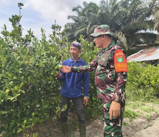 Babinsa Koramil 01/Dumai Dorong Warga Kembangkan Jeruk Nipis Sebagai Alternatif Pengelolaan Lahan Ramah Lingkungan