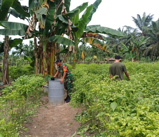 Babinsa Gurun Panjang Dampingi Warga Tanam Cabe Rawit Dukung Ketahanan Pangan