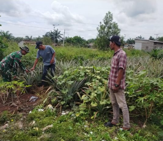 Babinsa Bangsal Aceh Laksanakan Patroli Karhutla dan Dampingi Warga Tanam Nanas di Lahan Gambut