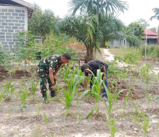 “Babinsa Serda Marwis Gelar Patroli Karhutla dan Dampingi Petani Jagung di Tanjung Palas”