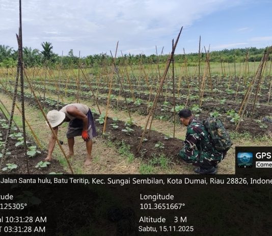 “Babinsa Sertu Miftah Dampingi Petani Mentimun dan Sosialisasikan Bahaya Pembakaran Lahan di Batu Teritip”