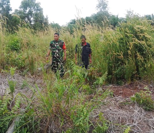 Babinsa Rimba Sekampung Gelar Patroli KARHUTLA dan Dampingi Petani Jagung di Tanjung Palas