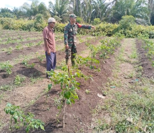 Babinsa Tanjung Penyembal Dampingi Petani Kembangkan Tanaman Cabai Rawit di Sungai Sembilan”