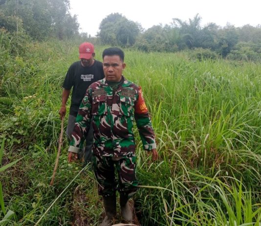 Patroli Karhutla, Babinsa Koramil 01/Dumai Ingatkan Warga Risiko Membakar Lahan Gambut