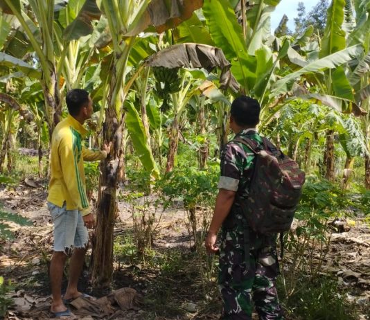 “Babinsa Koramil 03/Sungai Sembilan Dampingi Pengelolaan Lahan 1,5 Hektare Pisang di Lubuk Gaung sebagai Dukungan TNI terhadap Swasembada Pangan Daerah”