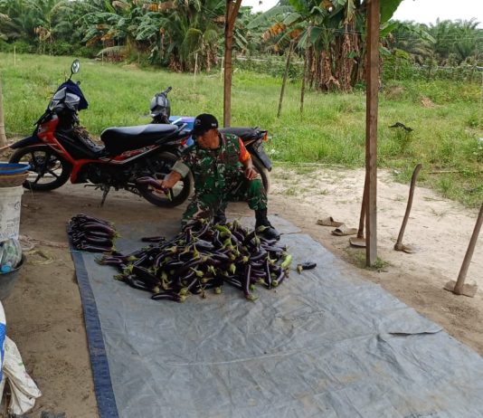 “Babinsa Serka M. Aslim Lubis Dampingi Petani Kacang Taring di Gurun Panjang, Dukung Peningkatan Produksi Pangan”