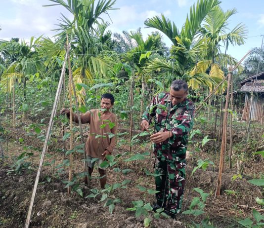 . Karya Nyata: Babinsa Koramil 03/Sungai Sembilan Beri Pendampingan Budidaya Kacang Panjang